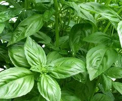 mosquito-repellent-sweet-basil_thumb